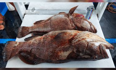 Pontian shipwreck giant grouper fish, caught using octopus bait and heavy jig head