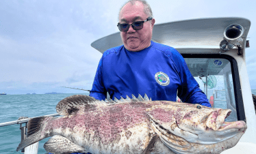Pontian shipwreck giant grouper fish, caught using octopus bait and heavy jig head
