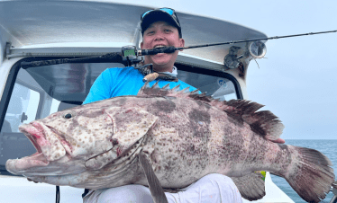 Pontian shipwreck giant grouper fish, caught using octopus bait and heavy jig head